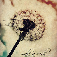 Buy canvas prints of make a wish..... by Heather Newton