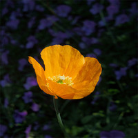 Buy canvas prints of amber poppy by Heather Newton