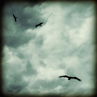 Buy canvas prints of eagles and storm clouds by Heather Newton
