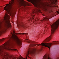 Buy canvas prints of petals, petals by Heather Newton