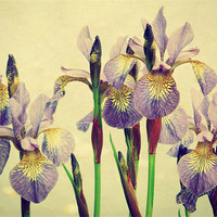 Buy canvas prints of vintage irises by Heather Newton