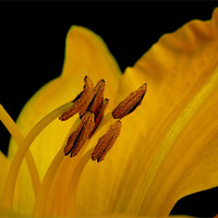 Buy canvas prints of golden lily by Heather Newton