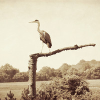 Buy canvas prints of heron in sepia by Heather Newton