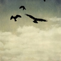 Buy canvas prints of where eagles fly by Heather Newton