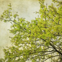 Buy canvas prints of tree in spring by Heather Newton