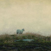 Buy canvas prints of solitary sheep by Heather Newton