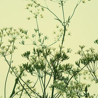 Buy canvas prints of cow parsley - sage green by Heather Newton