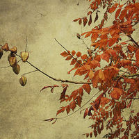 Buy canvas prints of a golden autumn light by Heather Newton