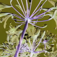 Buy canvas prints of alien agapanthus by Heather Newton