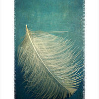 Buy canvas prints of as soft as a feather by Heather Newton