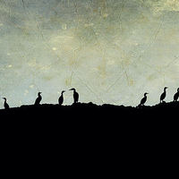 Buy canvas prints of cormorants on a rock by Heather Newton