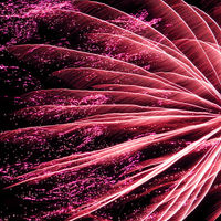 Buy canvas prints of neon pink firework by Heather Newton