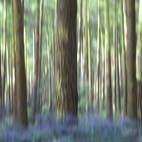 Buy canvas prints of bluebell wood by Heather Newton