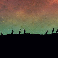 Buy canvas prints of cormorants - Northern Lights by Heather Newton