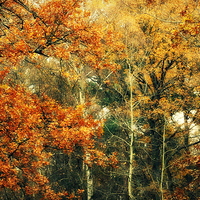 Buy canvas prints of autumn woods by Heather Newton