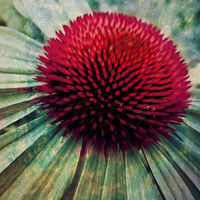 Buy canvas prints of echinacea art by Heather Newton