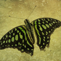 Buy canvas prints of Tailed Jay butterfly by Heather Newton