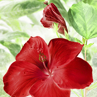 Buy canvas prints of hibiscus red by Heather Newton