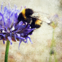 Buy canvas prints of bumblebee blues by Heather Newton