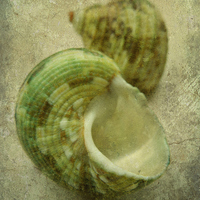 Buy canvas prints of 2 green seashells by Heather Newton