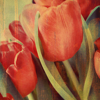 Buy canvas prints of painted tulips by Heather Newton