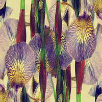 Buy canvas prints of vintage irises abstract by Heather Newton