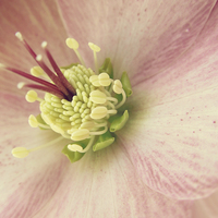 Buy canvas prints of hellebore in pink by Heather Newton