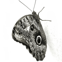 Buy canvas prints of owl butterfly in black and white by Heather Newton