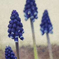 Buy canvas prints of four grape hyacinths by Heather Newton