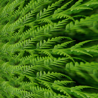 Buy canvas prints of fern in the abstract by Heather Newton