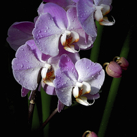 Buy canvas prints of orchids on the darkside by Heather Newton