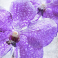 Buy canvas prints of orchids in violet by Heather Newton