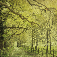 Buy canvas prints of walking in the sunlight by Heather Newton