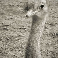 Buy canvas prints of baby rhea by Heather Newton