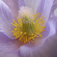 Buy canvas prints of pasque flower by Heather Newton