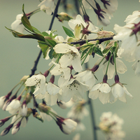 Buy canvas prints of sweet blossom by Heather Newton