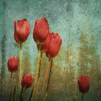 Buy canvas prints of textured tulips by Heather Newton