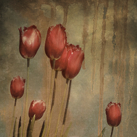 Buy canvas prints of textured tulips - vintage grunge by Heather Newton