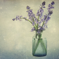 Buy canvas prints of bluebells in a jar by Heather Newton