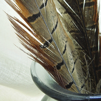 Buy canvas prints of pheasant feathers by Heather Newton