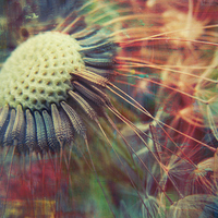 Buy canvas prints of dandelion carnival by Heather Newton