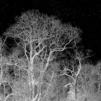 Buy canvas prints of stargazing trees by Heather Newton