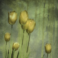 Buy canvas prints of textured tulips (grunge yellow) by Heather Newton