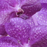 Buy canvas prints of Twin purple orchids by Heather Newton