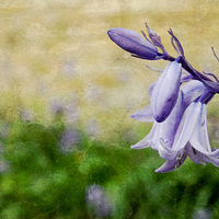 Buy canvas prints of walled garden bluebell by Heather Newton