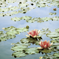 Buy canvas prints of the tranquility of water lilies by Heather Newton