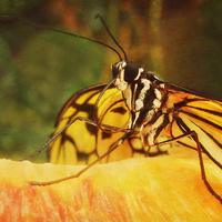 Buy canvas prints of amber on orange by Heather Newton