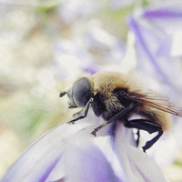 Buy canvas prints of industrious bee by Heather Newton