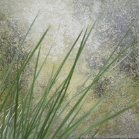 Buy canvas prints of still life in grass and stone by Heather Newton