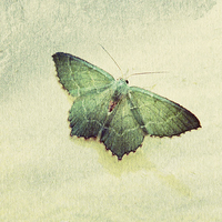 Buy canvas prints of common emerald moth by Heather Newton